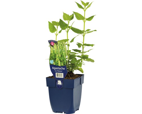 Rostlina Agastache v květináči