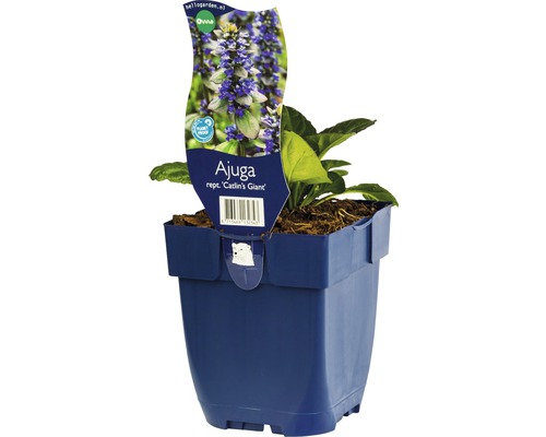 Zběhovec plazivý FloraSelf Ajuga reptans 'Catlin's Giant' 10-30 cm květináč 0,5 l Popínavka ''Catlin''s Giant'' v květináči