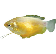Čichavec pyskatý Colisa labiosa 5 cm