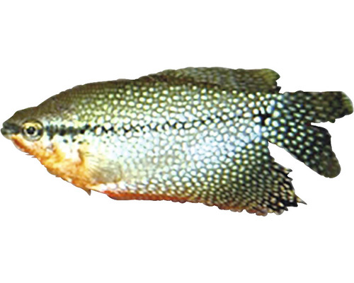 Čichavec perleťový Trichogaster leeri 4 - 5 cm