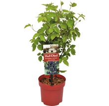 Ostružiník Rubus fruticosus 'Navaho Arapaho' ® 30-40 cm květináč 3,4 l-thumb-3