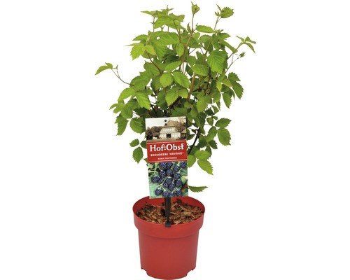 Ostružiník v květináči