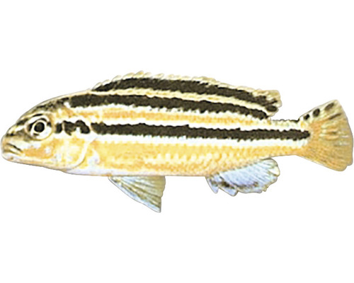 Tlamovec pestrý Melanochromis auratus 5 - 7 cm