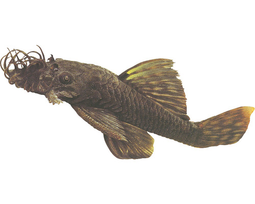 Krunýřovec Ancistrus species 2,5 - 3 cm