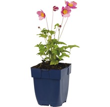 Sasanka hupejská FloraSelf Anemone hupehensis var. japonica 'Splendens' 5-40 cm květináč 0,5 l