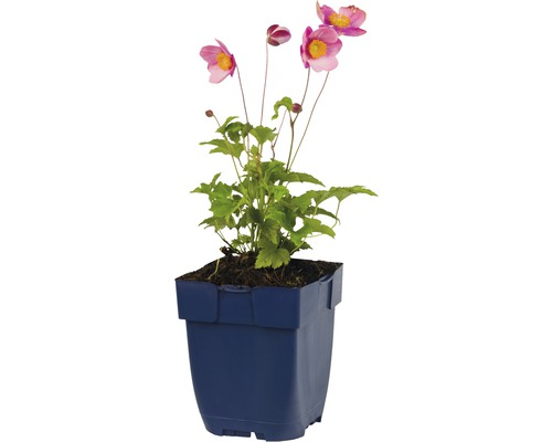 Japonská sasanka v květináči