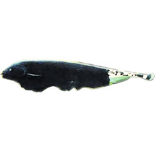 Nožovka běločelá Apteronotus albifrons 7 - 8 cm