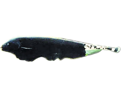 Nožovka běločelá Apteronotus albifrons 7 - 8 cm