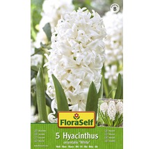 Balení pěti bílých cibulí hyacintu odrůdy Orientalis White