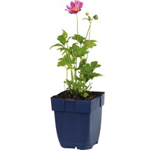Sasanka hupejská FloraSelf Anemone hupehensis 'Emmy Pink Blush' výška 5-20 cm květináč 0,5 l