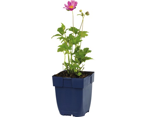 Sasanka hupejská FloraSelf Anemone hupehensis 'Emmy Pink Blush' výška 5-20 cm květináč 0,5 l Sasanka hupejská FloraSelf Anemone hupehensis 'Emmy Pink Blush' výška 5-20 cm květináč 0,5 l