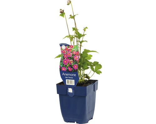 Sasanka japonská FloraSelf Anemone japonica 'Pamina' výška 10-40 cm květináč 0,5 l Sasanka v květináči s rostlinným štítkem