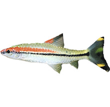 Okrasná ryba Rasbora Espei