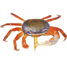 Krab Geosesarma s klepetem
