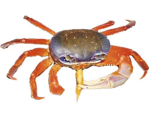 Krab Geosesarma s klepetem