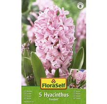 Balení pěti cibulí hyacintů odrůdy ''Fondant''