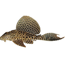 Krunýřovec gibbiceps Pterygoplichthys gibbiceps 4 - 5 cm