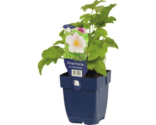Sasanka hupejská Anemone tomentosa 'Robustissima' výška 5-20 cm květináč 0,5 l Sasanka v květináči