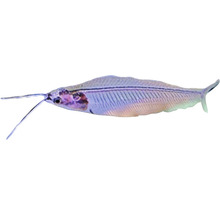 Sumec průsvitný Kryptopterus bicirrhis 5 - 6 cm