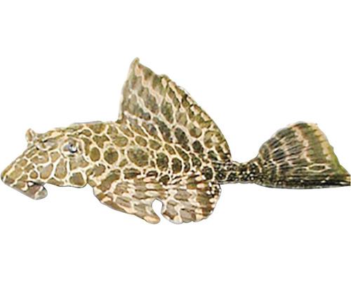 Krunýřovec plochoústý Hypostomus plecostomus 4-5 cm