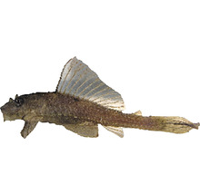 Krunýřovec Guyánský zlatý Hypostomus plecostomus gold 4 - 5 cm