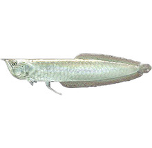 Ostnojazyčnatec dvouvousý Arowana silver 13 - 15 cm