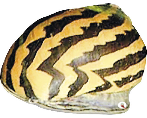 Zubovec Neritina snail - paralella 2 cm