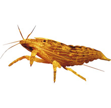 Krevetka Amano