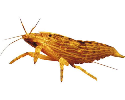 Atyopsis moluccensis 5-7 cm Krevetka molucká Krevetka Amano
