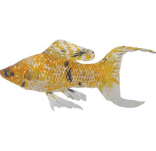 Živorodka velkoploutvá mix Poecilia velifera assorted 6 - 7 cm