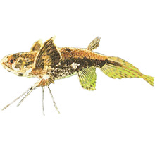 Motýlkovec africký Pantodon buchholzi 5 cm
