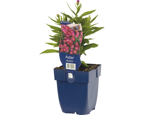 Aster Jenny v květináči