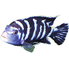 Tlamovec Pseudotropheus demasoni Pseudotropheus demasoni 3,5 cm