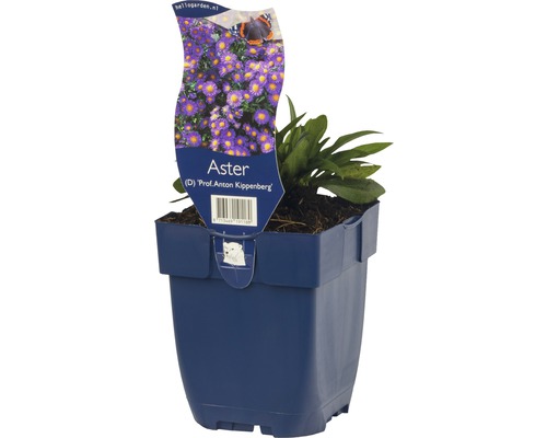 Astra ''Prof. Anton Kippenberg'' v květináči