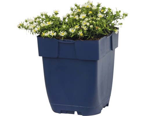 Květináč s bíle kvetoucími podzimními astrami