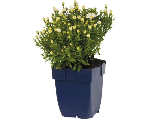 Chryzantéma v květináči