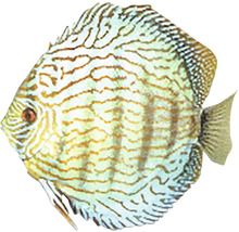 Terčovec tyrkys Symphysodon blue turquoise 5 cm