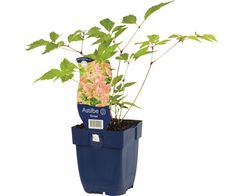 Čechrava japonská FloraSelf Astilbe japonica 'Europa' 5-60 cm květináč 0,5 l Astilbe rostlina v květináči