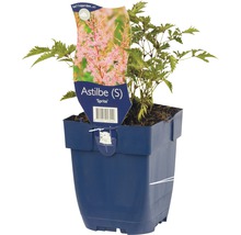 Čechrava japonská FloraSelf Astilbe japonica 'Sprite' 5-20 cm květináč 0,5 l