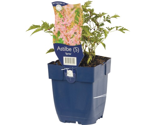 Čechrava japonská FloraSelf Astilbe japonica 'Sprite' 5-20 cm květináč 0,5 l Astilbe v květináči