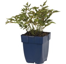 Čechrava japonská FloraSelf Astilbe japonica 'Sprite' 5-20 cm květináč 0,5 l