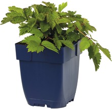 Čechrava čínská FloraSelf Astilbe chinensis 'Pumila' 5-40 cm květináč 0,5 l