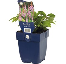 Čechrava čínská FloraSelf Astilbe chinensis 'Pumila' 5-40 cm květináč 0,5 l