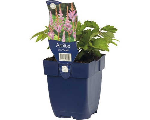 Čínská Astilbe Pumila v květináči.