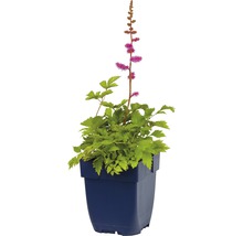 Čechrava čínská FloraSelf Astilbe chinensis 'Pumila' 5-40 cm květináč 0,5 l