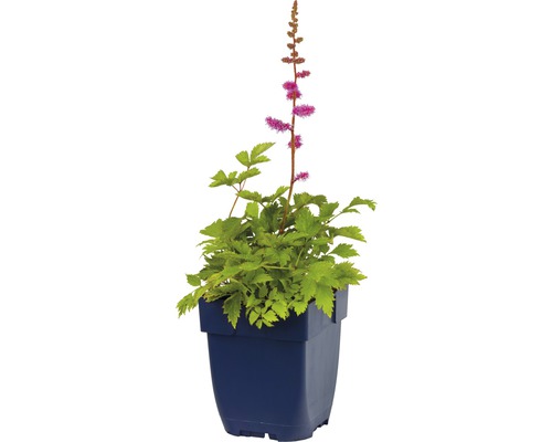 Astilbe v květináči se zelenými listy a růžovými květy.