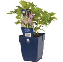 Čechrava čínská FloraSelf Astilbe chinensis 'Pumila' 5-40 cm květináč 0,5 l