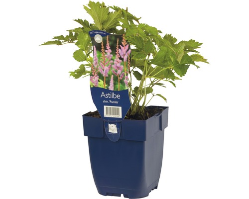 Čínská Astilbe Pumila v květináči