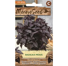 Balíček semen bazalky od značky Moravo Seed