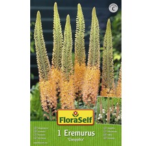 Balení rostliny Eremurus Cleopatra